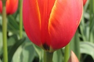 Tulp Worlds Favourite